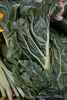 LRP0474 Beta vulgaris.jpg