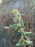 MRG-2017-1424B Waltheria indica (MRG-15nov17-a).JPG