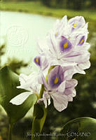 649 Eichhornia crassipes.jpg