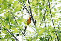 LEMH059 Icterus cucullatus.JPG