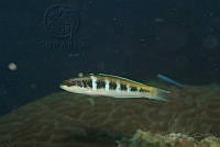 IDG1712 Halichoeres sp..jpg