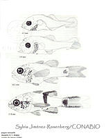 SPAJ-R0002 Apogon retrosella.JPG