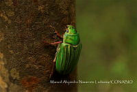 MANL001 Chrysina sp..jpg