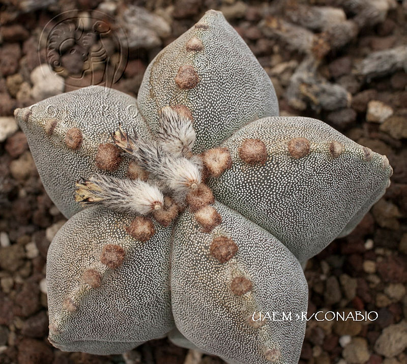 3R%2001113%20Astrophytum%20myriostigma.tif.nyfilpX0MWHdV2djQA3g0JtbmFja29CbnFuZ3NAbXJ6LGtwZwA.zf1YAnfYpK