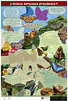 Mariposas Español.jpg