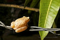 TAV01 Dendropsophus microcephalus.jpg