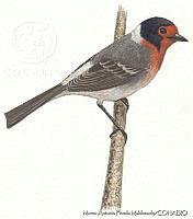 MAPM0228 Cardellina rubrifrons.jpg