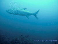 CGG0678 Megalops atlanticus.JPG