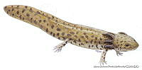 MAPM0724 Ambystoma taylori.jpg
