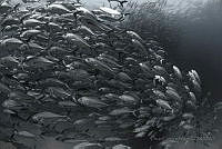 OCO04 Caranx sexfasciatus.jpg