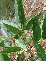 OTV5555 Quercus acutifolia.jpg
