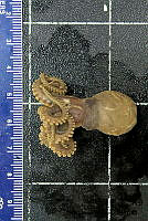 KT014 0108 Octopus fitchi (2).jpg