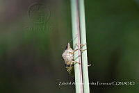 ZAPF0459 Hemiptera.jpg