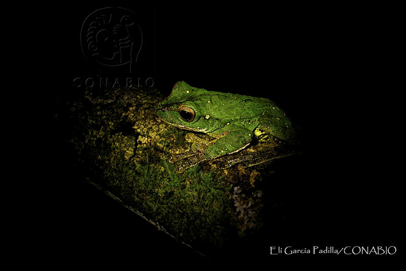 EGP0435%20Charadrahyla%20altipotens.JPG.jyemgZD0MYFziS1jQA3g0JtbmFja29CbnFuZ3NAbXJ6LGtwZwA.Vvl7v0zj8q