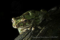 MASM04847 Smilisca baudinii.jpg