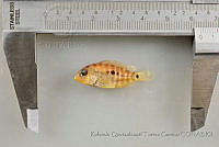 RQTG1265 Herichthys deppii.jpg