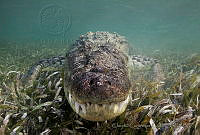 CCK0326 Crocodylus acutus.jpg