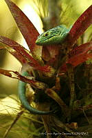 JCAS01 Abronia smithi.jpg