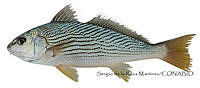 SRM0177 Umbrina xanti.jpg