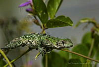 IDG1235 Ctenosaura similis.jpg