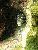 CGG0426 Echidna catenata.JPG