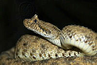 VHL0422 Crotalus cerastes.jpg