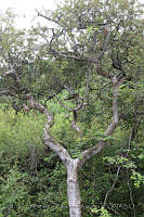 VWS&YRA0035 Bursera copallifera.jpg