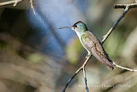 RTF0015 Saucerottia cyanocephala.jpg