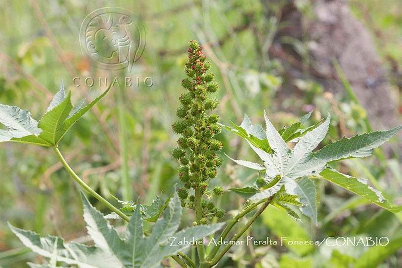ZAPF0345%20Ricinus%20communis.jpg.nyeKqoD0MbkTDS1jQA3g0JtbmFja29CbnFuZ3NAbXJ6LGtwZwA.BvyJF7yAn8
