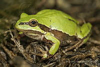 MASM07137 Dryophytes eximius.jpg