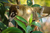 FBA0534 Nasua narica.jpg