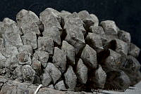 MASM03339 Pinus montezumae.jpg