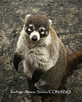 MN6F0135 Miradas de Coati.jpg