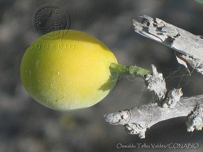 OTV0421%20Agonandra%20obtusifolia.jpg.nyfntov Mc2FvS1hQA3g0JtbmFja29CbnFuZ3NAbXJ6LGtwZwA.jJQBgIjFRp