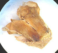 SL3426 Clethra hartwegii.jpg