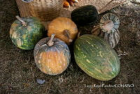 LRP 1712 Cucurbita.jpg