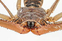 MASM07855 Acanthophrynus coronatus.jpg