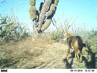 EPRM009 Canis latrans.jpg