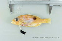 SGQ1278 Lutjanus guttatus.jpg