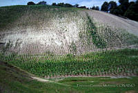 FGM0002 Zea mays.JPG