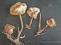 EPS0003 Gymnopus dryophilus.JPG