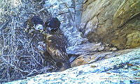 GDLG002 Aquila chrysaetos.tif