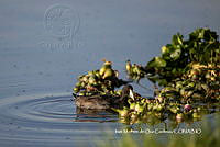 IMDOC3764 Fulica americana.jpg