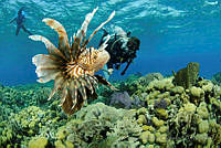 OAO0372 Pterois volitans.jpg