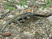 CAR 0033 Aspidoscelis tigris.jpg