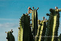 PGS002 Pachycereus sp..jpg