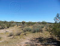 LI005 0177 Encelia farinosa, Cylindropuntia fulgida.jpg