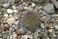 CAR 0049 Mammillaria carnea.jpg