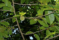 MDLLPG0013 Annona purpurea.jpg
