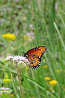 UOGV011 Mestra dorcas ssp. amymone.jpg
